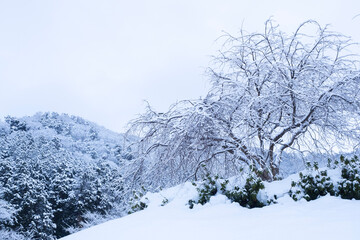 美しいふるさとの雪景色