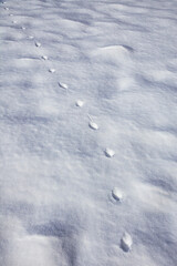 Chain of footprints from the paws of red fox in winter on flat surface covered with snow.