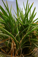 Close-up view of ornamental plant in the pot . 