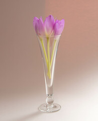 Fresh purple crocus flowers in wine glass on the pink background. Romantic still life.