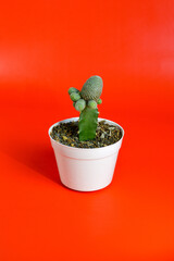 Close up  Mammillaria Cactus stand in white pot isolated on red background