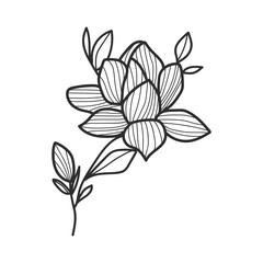 Hand-Drawn Botanical Branches and Leaves Illustration
