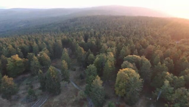 flying towards the sun over forest