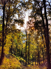 Fototapeta na wymiar Beautiful Pine Forest!!
