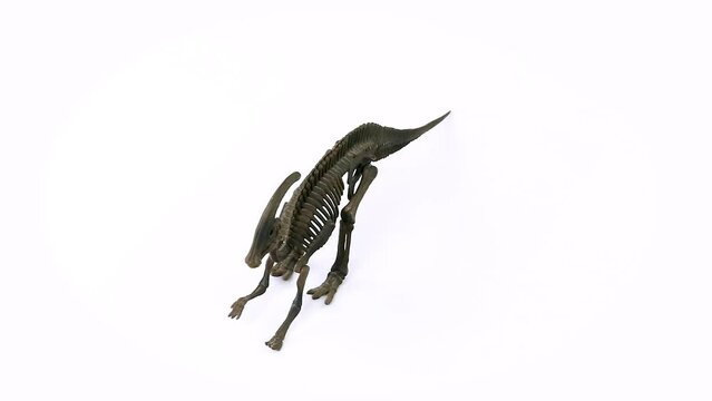 Parasaurolophus Skeleton white background video