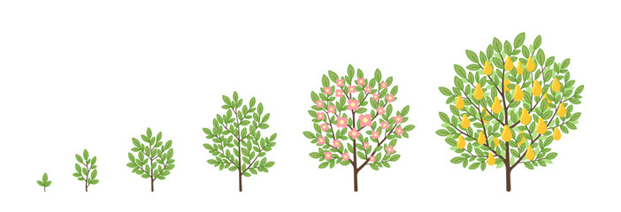 Pear tree growth stages. Fruit tree life cycle. Vector infographic illustration.