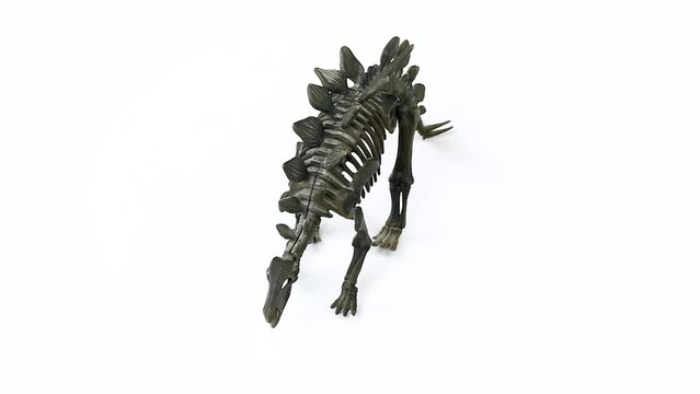 Stegosaurus Skeleton white background video