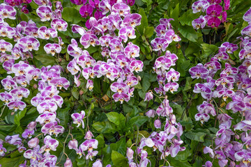 Blooming orchid flower commonly known as the moon orchid (Aphrodite's Phalaenopsis) in purple and white colour