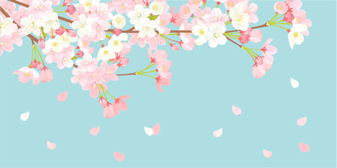 Obraz premium 桜 背景イラスト