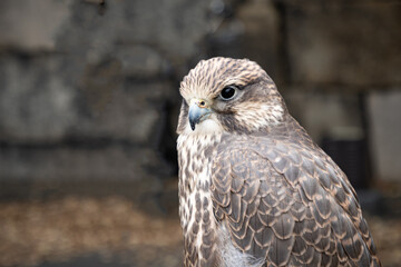 意外に可愛い顔の猛禽類「はやぶさ」