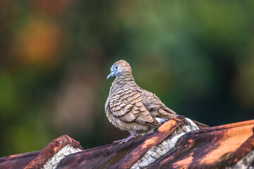 A spotted dove (Spilopelia chinensis) is a small and somewhat long-tailed pigeon perched on a roof tile