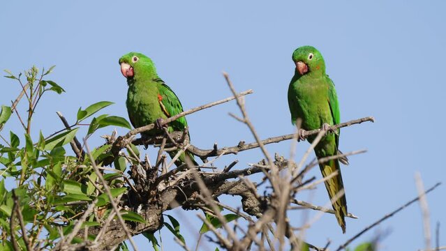 A pair of wild white-eyed parakeet, psittacara leucophthalmus perching side by side on the treetop against clear blue sky, one staring at the other one preening and grooming its feathers.