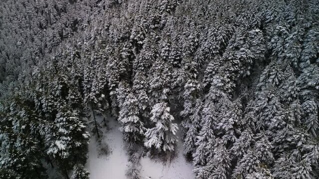 Chillin' in the Snow: Aerial View of Winter Magic&mdash;Mountains, Snowy Pines and National Park Vibes