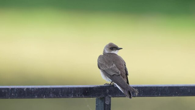 Static close up shot capturing a large passerine, brown-chested martin, progne tapera perching on the railing in the wild against blurred background during migratory season at daytime.