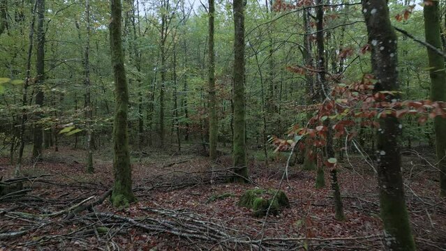Drone passing between trees in Bagnoles de l'Orne forest, Normandy in France