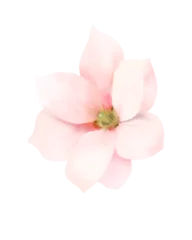 Foto op Canvas pink flower isolated on white © Aekkasit watercolors
