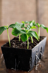 Cucumber 'Straight 8' seedlings growing in a 6 cell pack homegrown in a seed starting tray