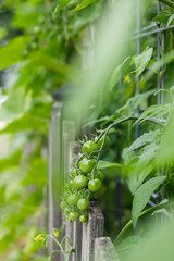 Cluster of green cherry tomatoes dangling over a wooden fence ripening on the vine in summer
