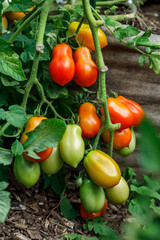 Clusters of Martino's roma paste tomatoes growing in a fabric grow bag in an organic home garden - 569061423