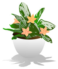 Potted plants with flowers, minimalistic and realistic vector illustration