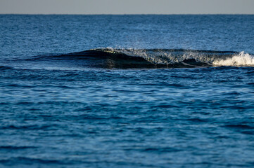 Naklejka premium red sea Jeddah 