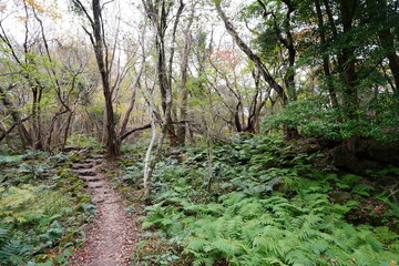 fine autumn forest with path