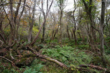 thick wild forest in autumn
