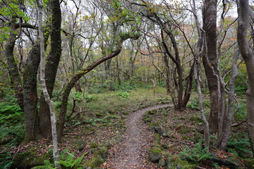 fine autumn forest with path