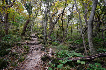 fine autumn path through old trees