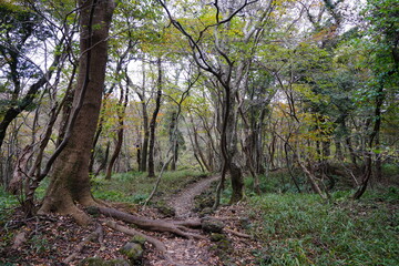 autumn path through old trees and vines