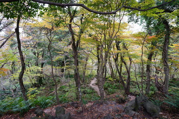 fine autumn path through old trees