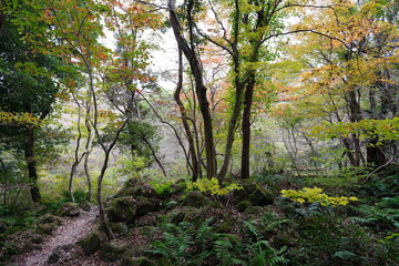 mossy rocks and trees in old forest