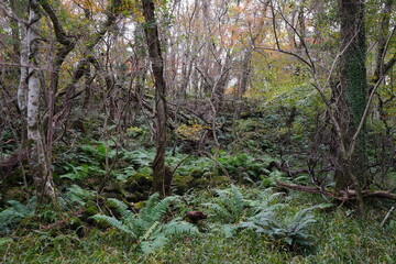 Obraz premium thick wild forest in autumn 