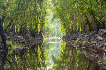 Perfect green reflections of trees on the banks of a river the Tra Su Forest at Chau Doc in Vietnam 