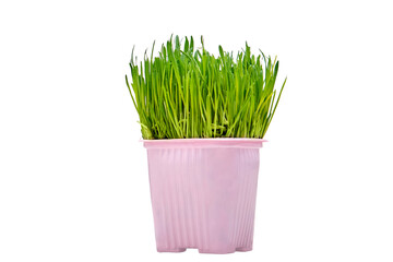 A pet cat looks at the green grass in a pot on the home room, isolated on a white background