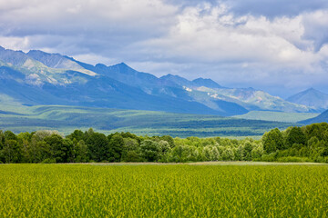 Fototapeta premium Green field on the background of mountains in summer