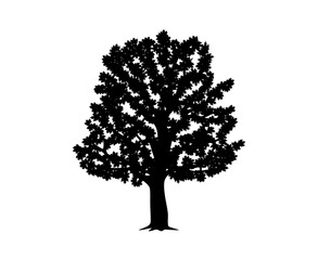 Vector silhouette of maple tree. Isolated vector silhouette of maple tree on a white background.