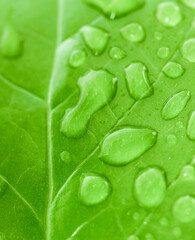 Green leaf with water drops closeup