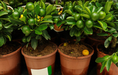 Small decorative dwarf lemon trees at a flower shop, market. 