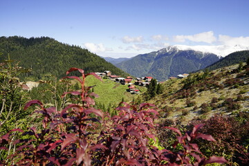 landscape with flowers