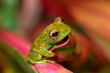 Boophis elenae, endemic species of frog in the family Mantellidae, Ranomafana National Park, Madagascar wildlife animal