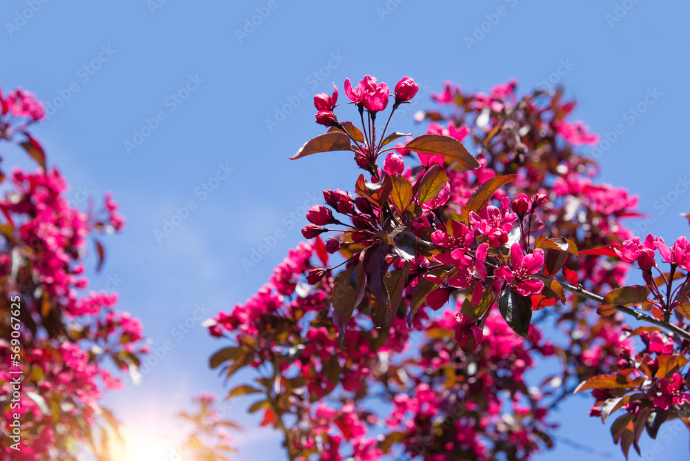 Poster Spring tree with pink flowers. Spring border or background art with pink blossom. Beautiful nature scene with blossoming tree and sunlight.	