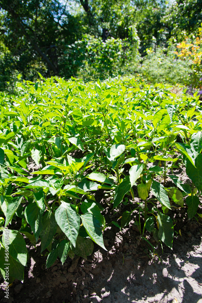 Wall mural Bunch of green pepper on a plant during ripening. outdoors. Home farming.	