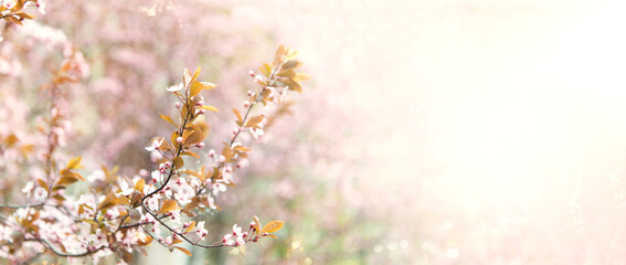 Spring tree with pink flowers. Spring border or background art with pink blossom. Beautiful nature scene with blossoming tree and sunlight.	