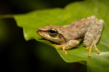Boophis tephraeomystax, endemic species of frog in the family Mantellidae. Ranomafana National Park, Madagascar wildlife animal
