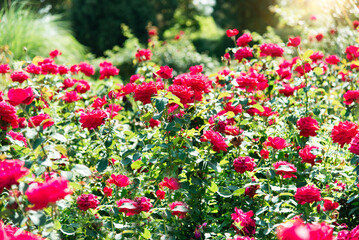 Rose flowers on the background of blurred red roses flower in rose garden. Nature.