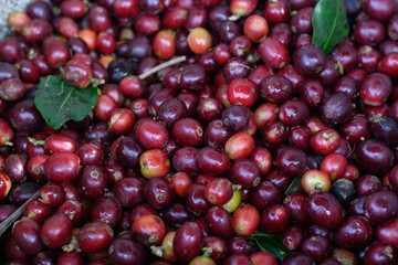 Arabica Coffee Doi Chaang Chiang Rai