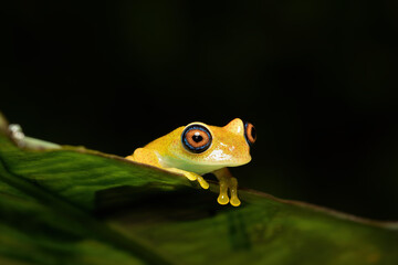 Green Bright-Eyed Frog (Boophis Viridis), species of endemic frog in the family Mantellidae. Andasibe-Mantadia National Park, Madagascar wildlife animal.