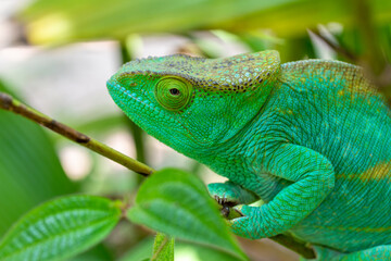 Parson's chameleon (Calumma parsonii) is a large endemic species of chameleon in the family Chamaeleonidae, female climbing on tree. Reserve Peyrieras Madagascar Exotic, Madagascar wildlife animal.