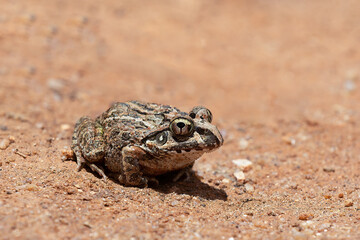 Laliostoma labrosum or Madagascar Bullfrog. Laliostoma is endemic genus of frogs in the family Mantellidae. Andringitra National Park, Madagascar wildlife animal.